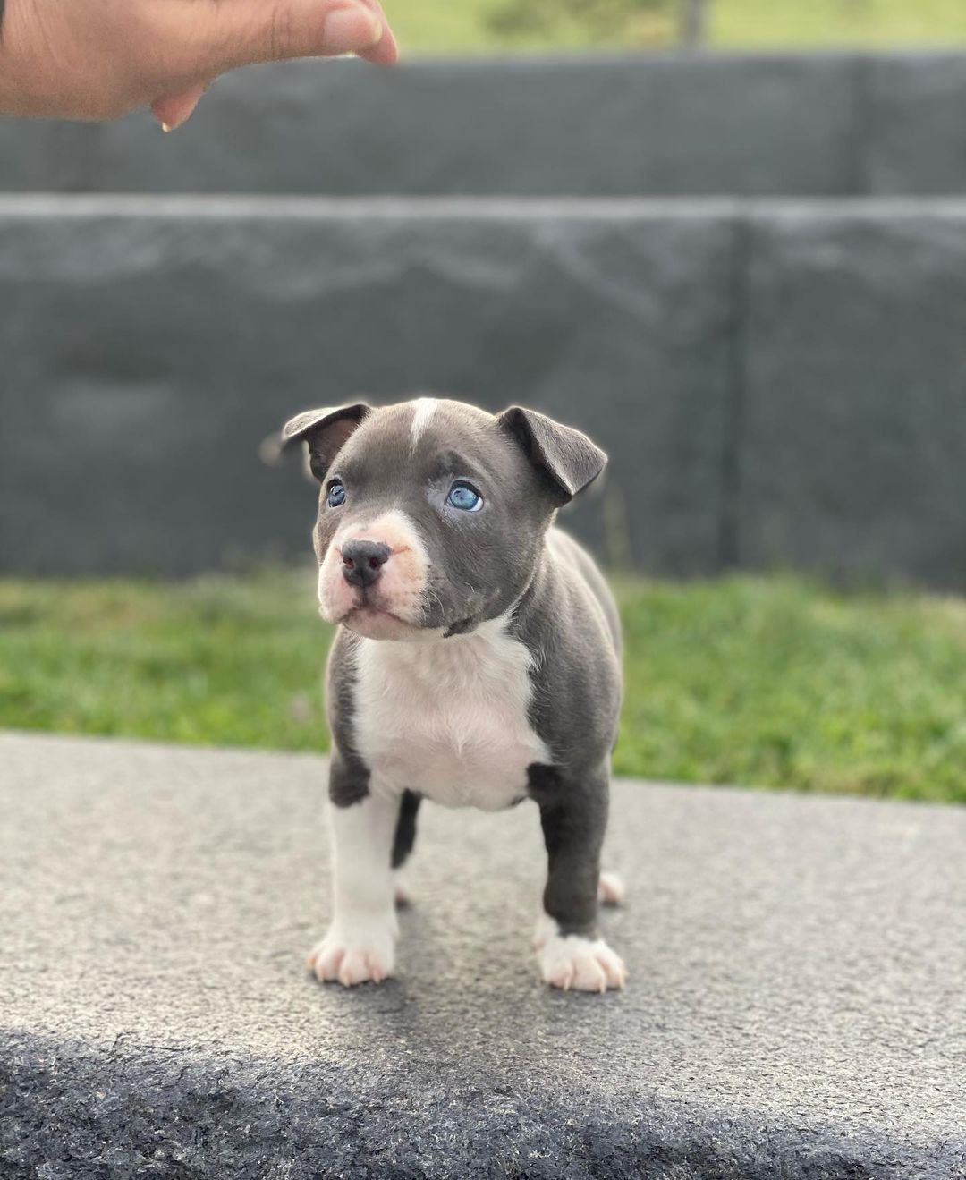 american bully pocket for sale, american bully tri color,american bully for sale, pocket american bully, american bully dog, american pocket bully-micropocketbully